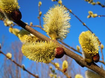 Close-up of yellow flowers against blurred background
