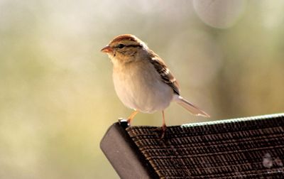 Close-up of bird perching on wood