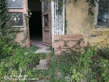 Plants growing in abandoned building