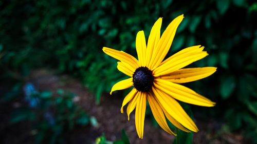 Close-up of yellow flower