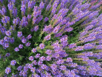 Close-up of purple flowers