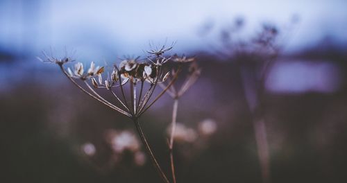 Close-up of flower against blurred background