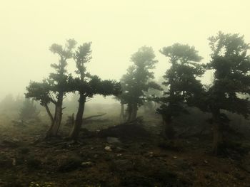 Trees on field against sky