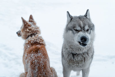 View of dogs on snow covered landscape