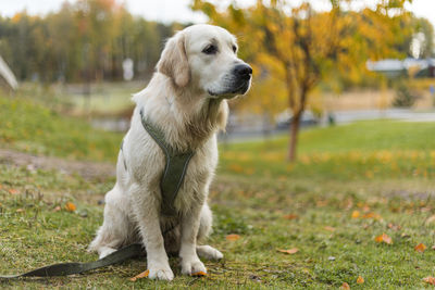 Golden retriever pale young dog is sitting on the grass