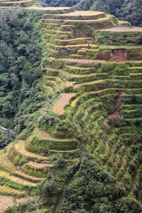 High angle view of agricultural field