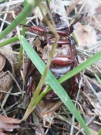 High angle view of insect on plant