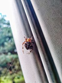 High angle view of spider on leaf