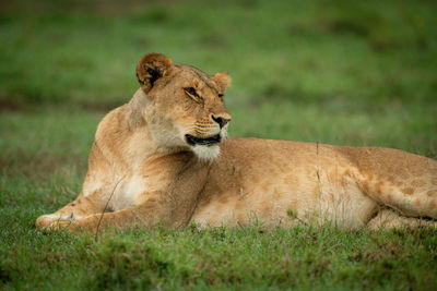 Close-up of lioness lying on short grass