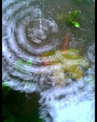 Reflection of trees in water