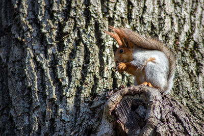 Close-up of squirrel on tree trunk