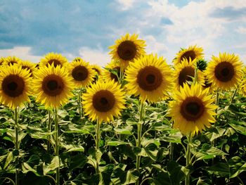 Close-up of sunflowers on field