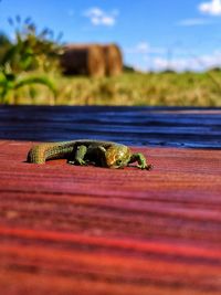Close-up of lizard on table