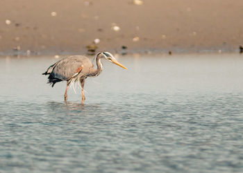 View of a bird