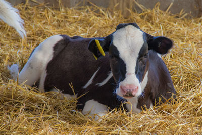 Portrait of cow on field
