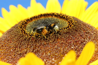 Close-up of honey bee on sunflower