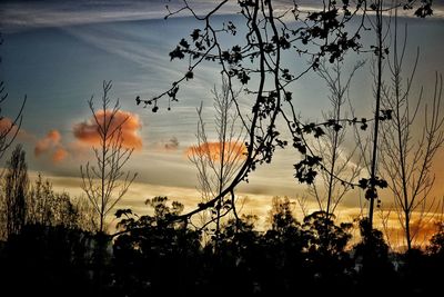 Silhouette plants on field against sky during sunset