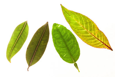 Close-up of leaves against white background