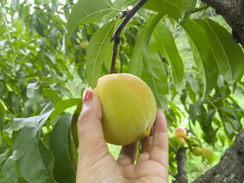 Close-up of hand holding fruit