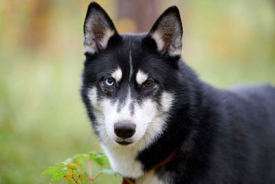 Siberian husky dog in collar walking outdoor. siberian husky with eyes of different colors