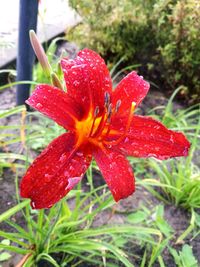 Close-up of wet red day lily blooming outdoors