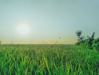 Scenic view of agricultural field against clear sky