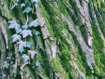 Plants growing on tree trunk