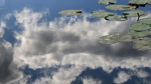 Digital composite image of leaves floating on lake against sky