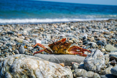 View of crab on rock at beach