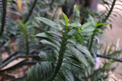 Close-up of potted plant