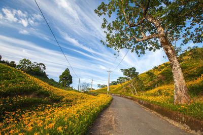 View of yellow flowers growing in field