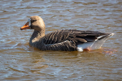 Duck swimming in lake