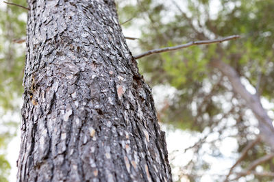 Low angle view of tree trunk in forest