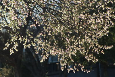 Low angle view of cherry blossom tree