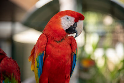 Close up beautiful macaw parrot perching on wood