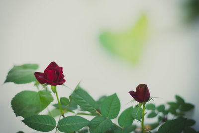 Close-up of red rose on plant