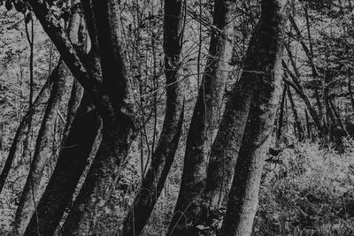 Full frame shot of trees