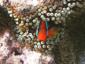 Close-up of fish swimming in sea