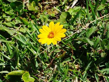 Close-up of yellow flower blooming outdoors