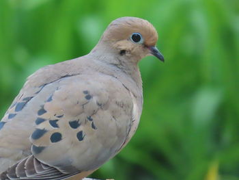 Close-up of a bird