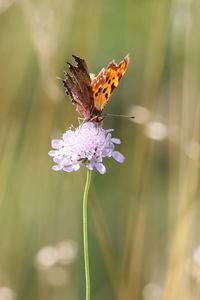 Close-up of butterfly pollinating on flower