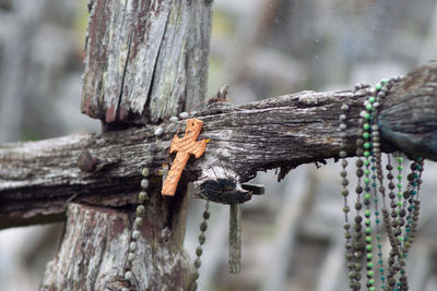 Close-up of tree trunk