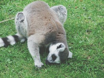 Close-up of sheep on field