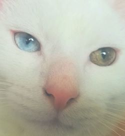 Close-up portrait of cat