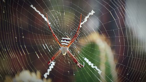 Close-up of spider web