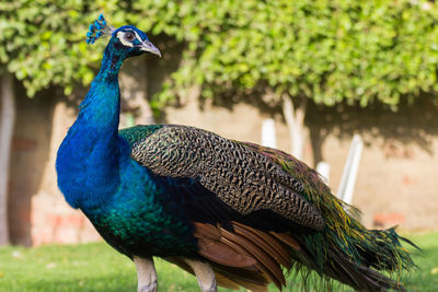 Beauty of peacock