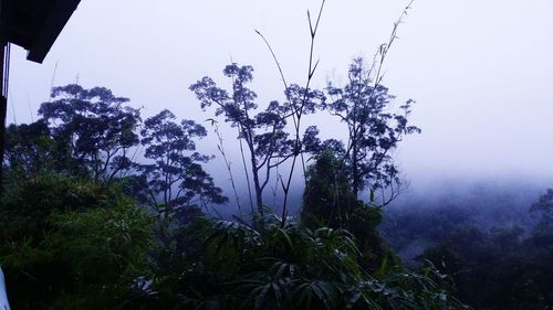 Trees growing in foggy weather