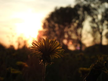 Close-up of flowers against sky during sunset