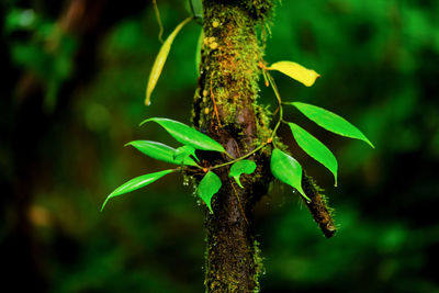 Close-up of fresh green plant