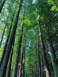 Low angle view of bamboo trees in forest